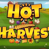 Hot Harvest logo