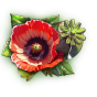 Poppy img